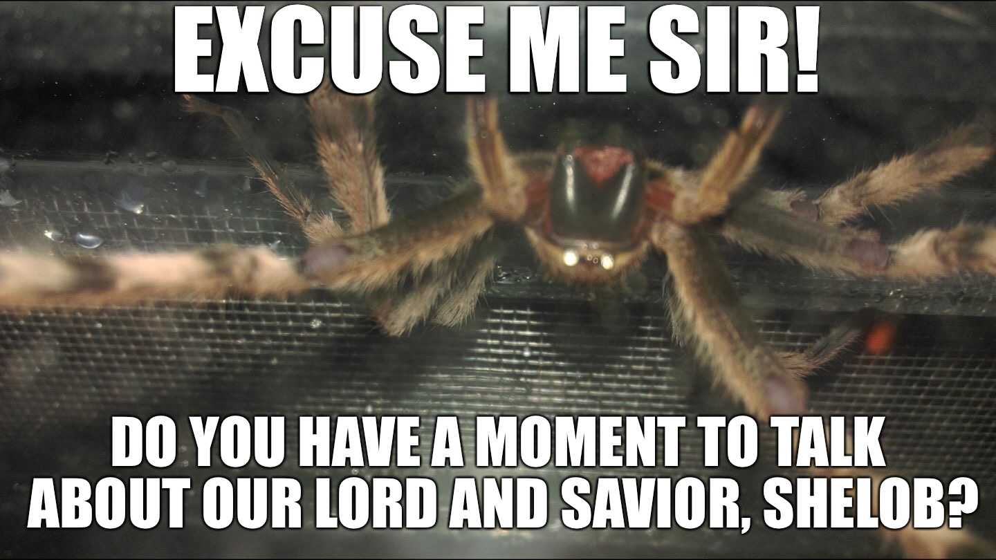 Lord and savior shelob  | EXCUSE ME SIR! DO YOU HAVE A MOMENT TO TALK ABOUT OUR LORD AND SAVIOR, SHELOB? | image tagged in shelob,god,jesus christ,lotr,funny,spider | made w/ Imgflip meme maker