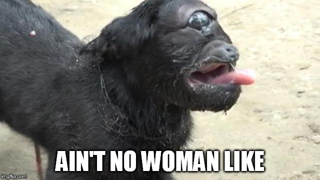 one eyed goat | AIN'T NO WOMAN LIKE | image tagged in goat | made w/ Imgflip meme maker