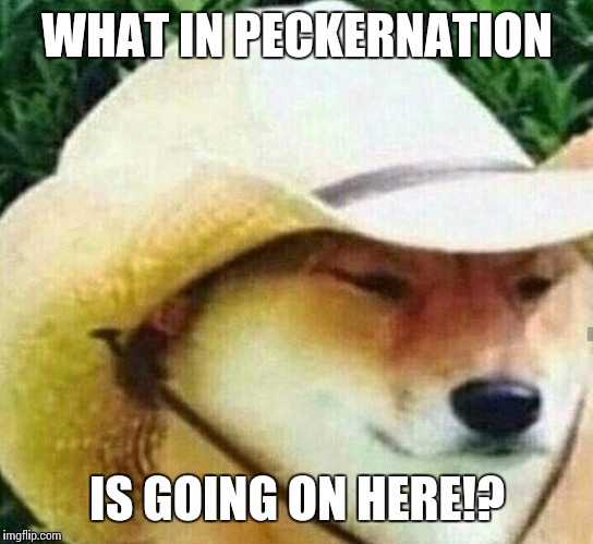 What in tarnation | WHAT IN PECKERNATION; IS GOING ON HERE!? | image tagged in what in tarnation | made w/ Imgflip meme maker