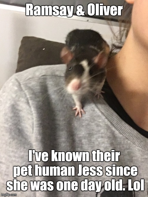 Oliver Rat | Ramsay & Oliver I've known their pet human Jess since she was one day old. Lol | image tagged in oliver rat | made w/ Imgflip meme maker