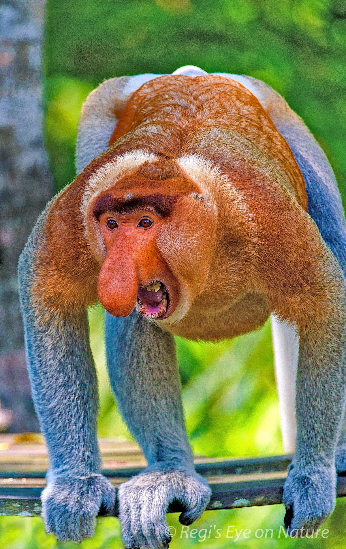angry proboscis monkey Blank Meme Template