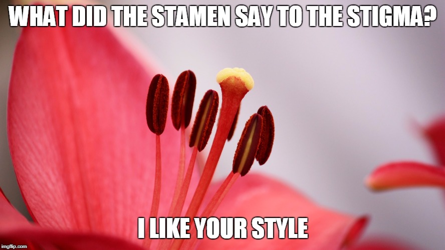 Only flowers have the anthers | WHAT DID THE STAMEN SAY TO THE STIGMA? I LIKE YOUR STYLE | image tagged in stamen,stigma,botany,pun,flower | made w/ Imgflip meme maker