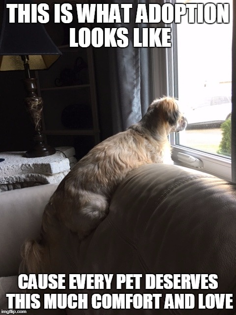 The Love of a Pet! | THIS IS WHAT ADOPTION LOOKS LIKE; CAUSE EVERY PET DESERVES THIS MUCH COMFORT AND LOVE | image tagged in pets,shih tzu,adoption,cute dogs,love | made w/ Imgflip meme maker