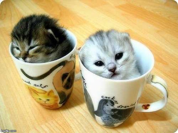Kittens in cup Blank Meme Template