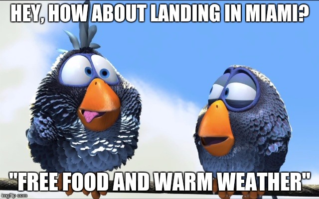 homeless birds | HEY, HOW ABOUT LANDING IN MIAMI? "FREE FOOD AND WARM WEATHER" | image tagged in homeless | made w/ Imgflip meme maker