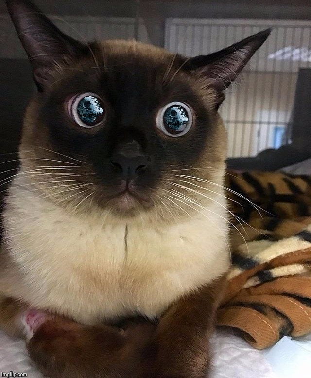When Kitty sees the Death Star | image tagged in cats,star wars,darth vader,death star,making plans | made w/ Imgflip meme maker