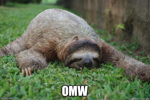 Sleeping sloth | OMW | image tagged in sleeping sloth | made w/ Imgflip meme maker