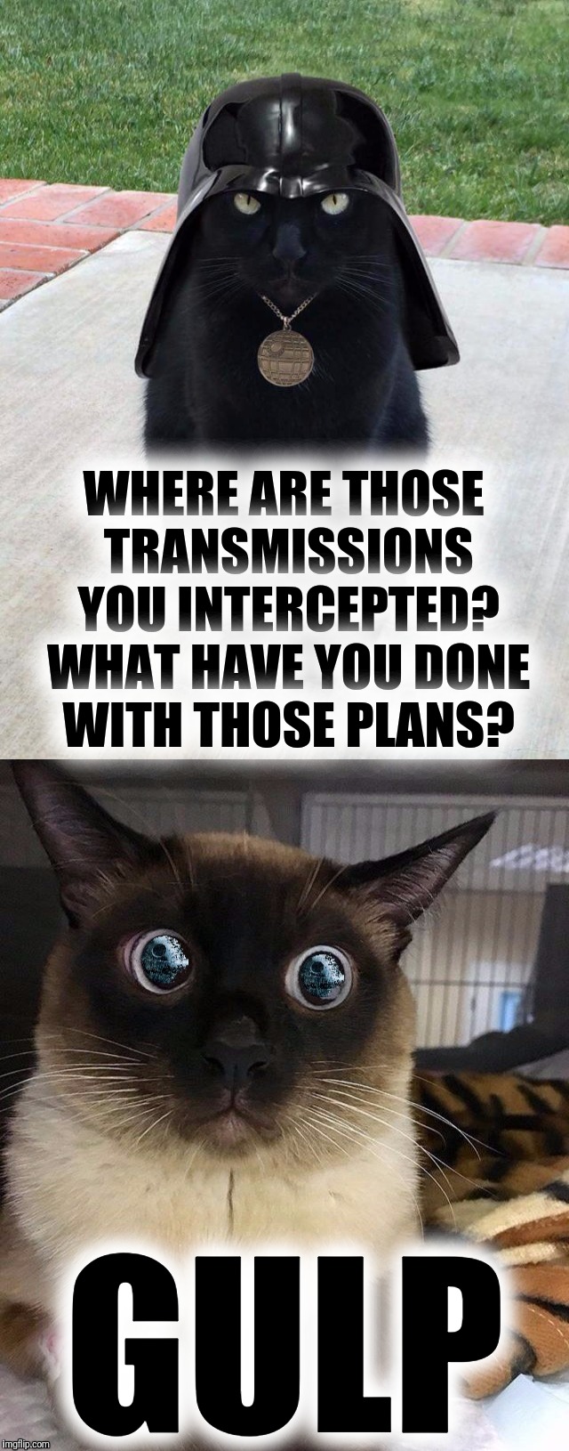Kitty Cat! What have you done with the Death Star plans? | WHERE ARE THOSE TRANSMISSIONS YOU INTERCEPTED? WHAT HAVE YOU DONE WITH THOSE PLANS? GULP | image tagged in star wars,darth vader,cats,darth vader cat,siamese cat,making plans | made w/ Imgflip meme maker