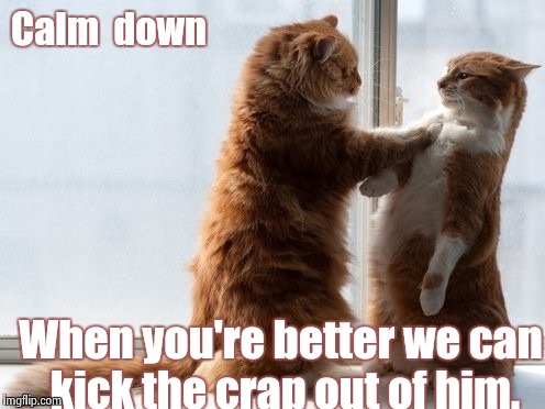 Sincere Cats | Calm  down When you're better we can kick the crap out of him. | image tagged in sincere cats | made w/ Imgflip meme maker