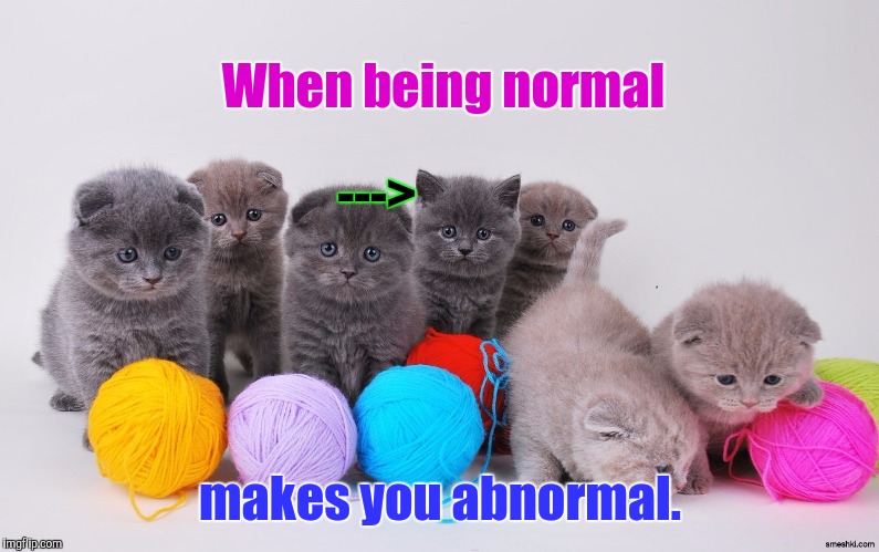 SCOTTISH FOLDS ARE ADORABLE :D | When being normal; --->; makes you abnormal. | image tagged in funny,cats,animals,humor,different,memes | made w/ Imgflip meme maker