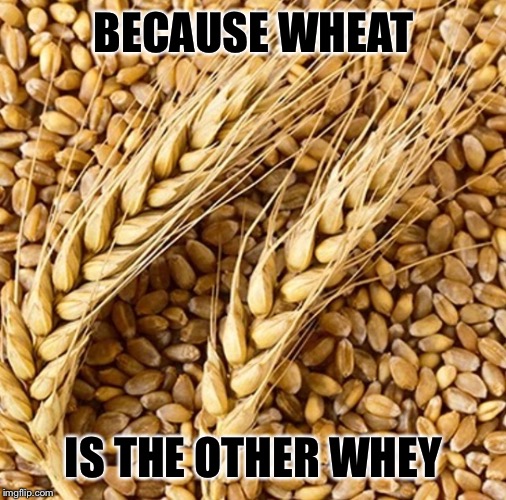BECAUSE WHEAT IS THE OTHER WHEY | made w/ Imgflip meme maker