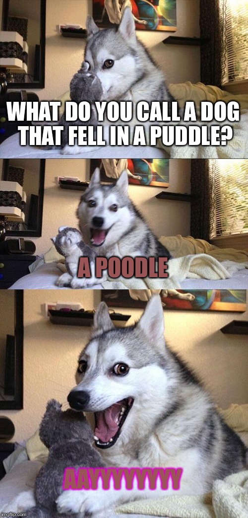 Ayyyyyyyy | WHAT DO YOU CALL A DOG THAT FELL IN A PUDDLE? A POODLE; AAYYYYYYYY | image tagged in memes,bad pun dog,poop,bad pun | made w/ Imgflip meme maker