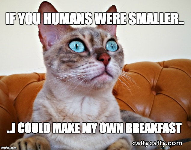 Hungry cat has a warning for humans | IF YOU HUMANS WERE SMALLER.. ..I COULD MAKE MY OWN BREAKFAST | image tagged in hungry cat,cat meme,angry cat meme,catty catty,bossy british bengal | made w/ Imgflip meme maker