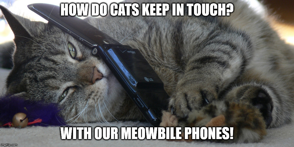 meowbile phones | HOW DO CATS KEEP IN TOUCH? WITH OUR MEOWBILE PHONES! | image tagged in meowza phone | made w/ Imgflip meme maker