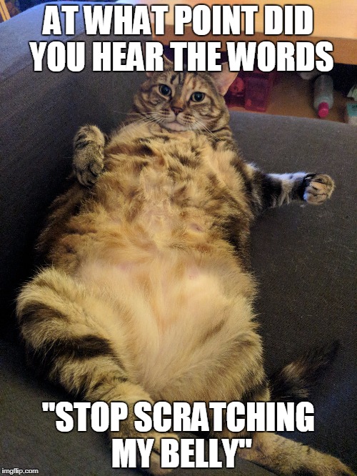 AT WHAT POINT DID YOU HEAR THE WORDS; "STOP SCRATCHING MY BELLY" | image tagged in cat | made w/ Imgflip meme maker