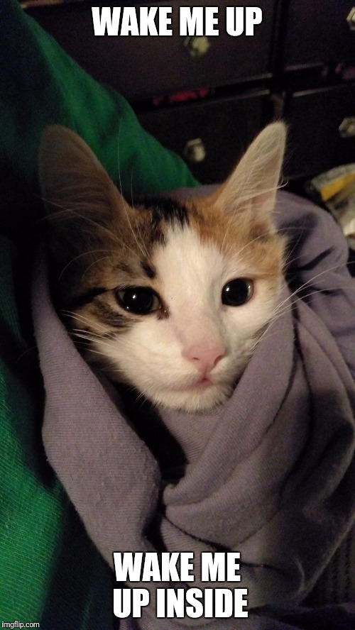 Depressed kitten | WAKE ME UP; WAKE ME UP INSIDE | image tagged in depressed kitten | made w/ Imgflip meme maker