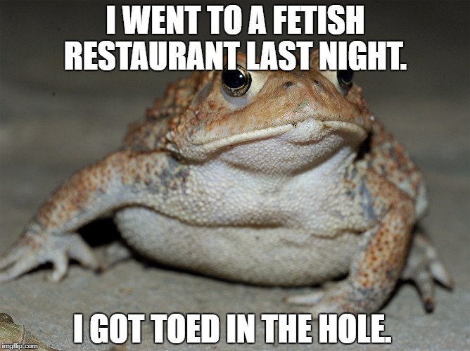 I WENT TO A FETISH RESTAURANT LAST NIGHT. I GOT TOED IN THE HOLE. | image tagged in animals | made w/ Imgflip meme maker