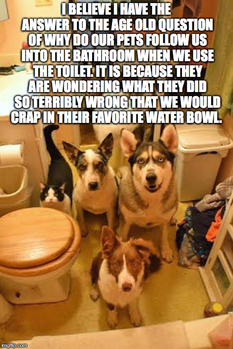 pet question | I BELIEVE I HAVE THE ANSWER TO THE AGE OLD QUESTION OF WHY DO OUR PETS FOLLOW US INTO THE BATHROOM WHEN WE USE THE TOILET. IT IS BECAUSE THEY ARE WONDERING WHAT THEY DID SO TERRIBLY WRONG THAT WE WOULD CRAP IN THEIR FAVORITE WATER BOWL. | image tagged in pets | made w/ Imgflip meme maker