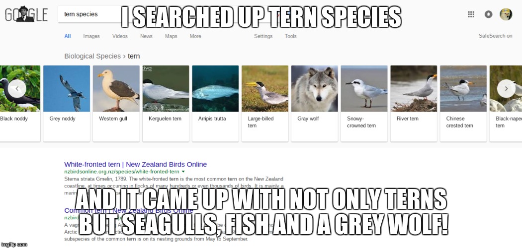 Google failed | I SEARCHED UP TERN SPECIES; AND IT CAME UP WITH NOT ONLY TERNS BUT SEAGULLS, FISH AND A GREY WOLF! | image tagged in animals,google,fail,terns,birds,birb | made w/ Imgflip meme maker