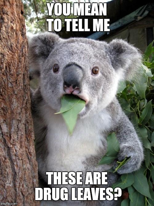 Surprised Koala | YOU MEAN TO TELL ME; THESE ARE DRUG LEAVES? | image tagged in memes,surprised koala | made w/ Imgflip meme maker