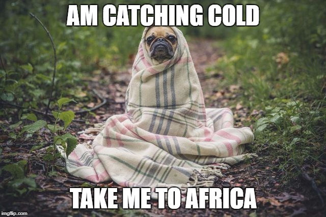 AM CATCHING COLD; TAKE ME TO AFRICA | made w/ Imgflip meme maker