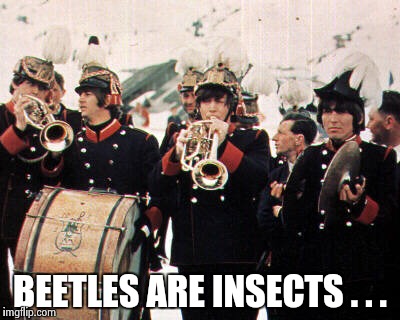 Beatles old school | BEETLES ARE INSECTS . . . | image tagged in beatles old school | made w/ Imgflip meme maker