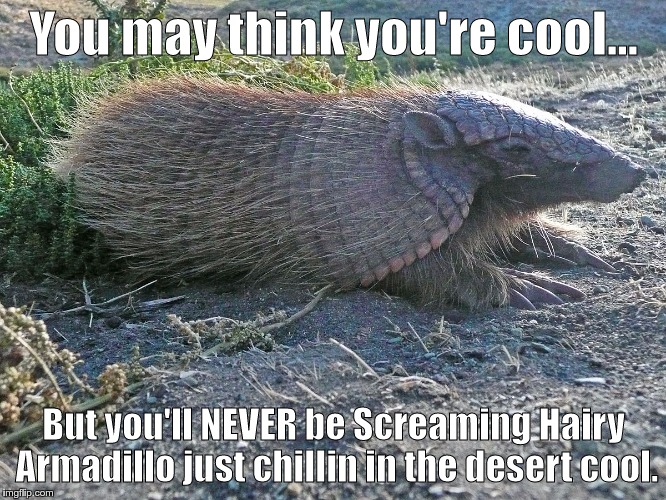 You may think you're cool... But you'll NEVER be Screaming Hairy Armadillo just chillin in the desert cool. | image tagged in screaming hairy armadillo | made w/ Imgflip meme maker