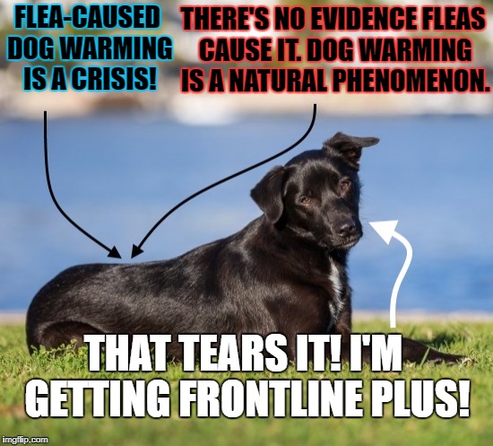 Two Fleas Arguing Over the Dog | THERE'S NO EVIDENCE FLEAS CAUSE IT. DOG WARMING IS A NATURAL PHENOMENON. FLEA-CAUSED DOG WARMING IS A CRISIS! THAT TEARS IT! I'M GETTING FRONTLINE PLUS! | image tagged in fleas,dog,climate change,absurdity | made w/ Imgflip meme maker
