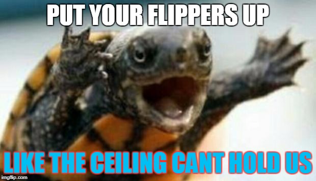 Turtle Say What? | PUT YOUR FLIPPERS UP; LIKE THE CEILING CANT HOLD US | image tagged in turtle say what | made w/ Imgflip meme maker