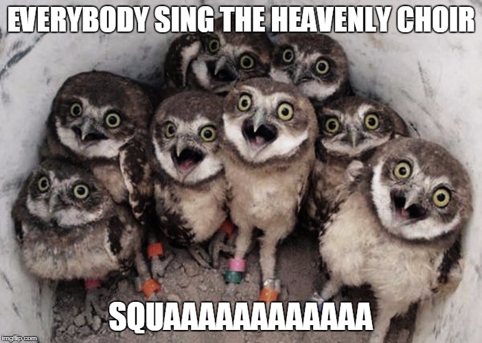 Birds | EVERYBODY SING THE HEAVENLY CHOIR; SQUAAAAAAAAAAAA | image tagged in birds | made w/ Imgflip meme maker