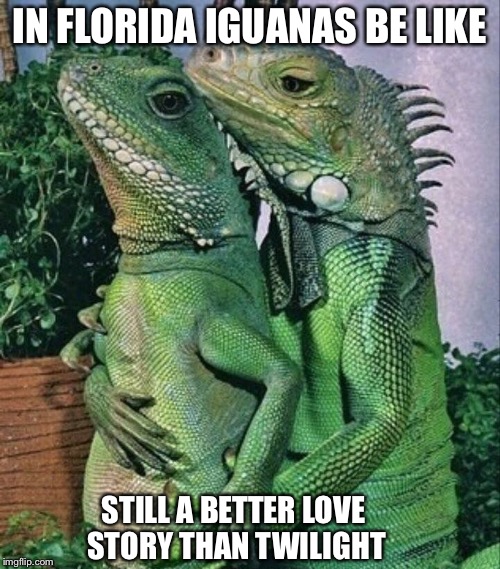 Iguanas in Florida | IN FLORIDA IGUANAS BE LIKE; STILL A BETTER LOVE STORY THAN TWILIGHT | image tagged in iguanas,meanwhile in florida,still a better love story than twilight,memes | made w/ Imgflip meme maker