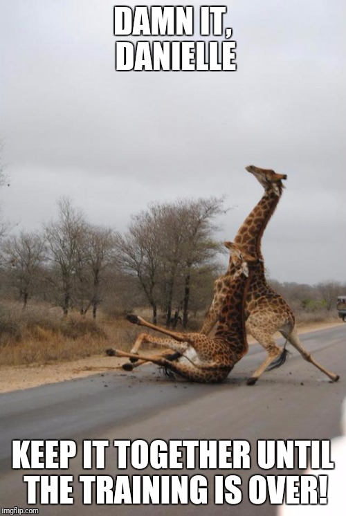 giraffes | DAMN IT, DANIELLE; KEEP IT TOGETHER UNTIL THE TRAINING IS OVER! | image tagged in giraffes | made w/ Imgflip meme maker