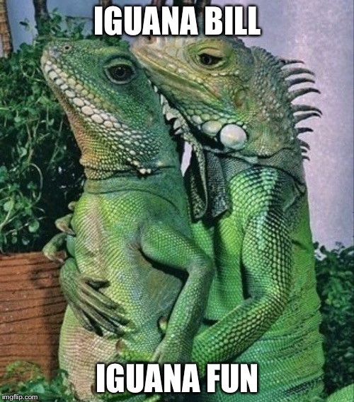 Iguanas  | IGUANA BILL IGUANA FUN | image tagged in iguanas | made w/ Imgflip meme maker