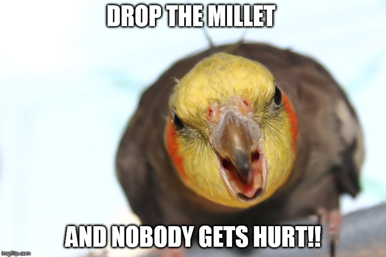 DROP THE MILLET; AND NOBODY GETS HURT!! | image tagged in birds | made w/ Imgflip meme maker