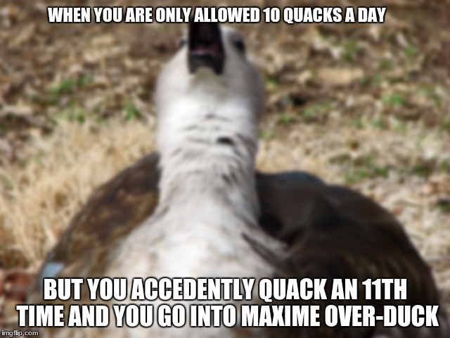 Maximum over-duck | WHEN YOU ARE ONLY ALLOWED 10 QUACKS A DAY; BUT YOU ACCEDENTLY QUACK AN 11TH TIME AND YOU GO INTO MAXIME OVER-DUCK | image tagged in duck,bird,derp,quack,birb | made w/ Imgflip meme maker