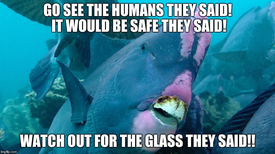 Parrot fish meets glass | GO SEE THE HUMANS THEY SAID! IT WOULD BE SAFE THEY SAID! WATCH OUT FOR THE GLASS THEY SAID!! | image tagged in parrot fish,fish,glass,derp,derp fish,funny memes | made w/ Imgflip meme maker