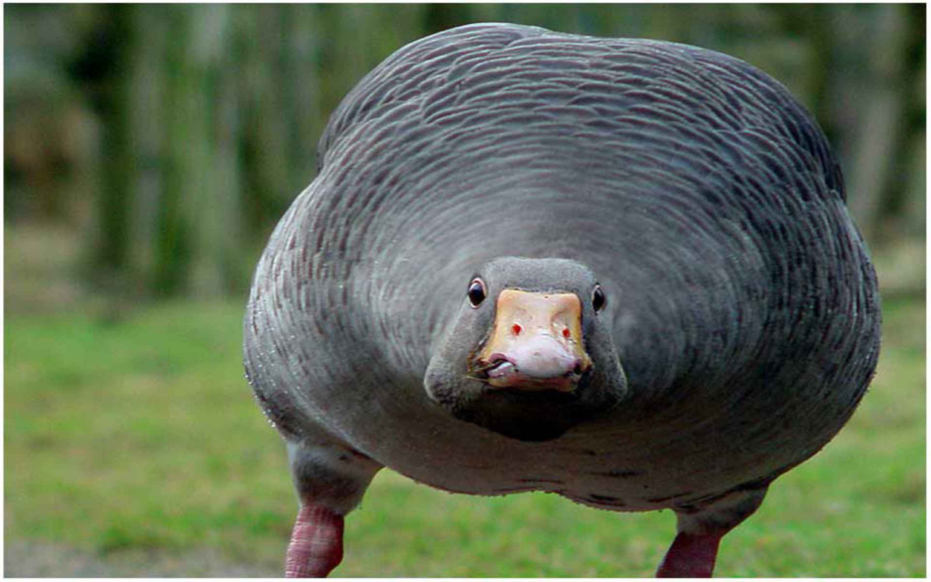Angry goose. 