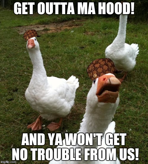 The goose gang | GET OUTTA MA HOOD! AND YA WON'T GET NO TROUBLE FROM US! | image tagged in gang of geese,scumbag | made w/ Imgflip meme maker