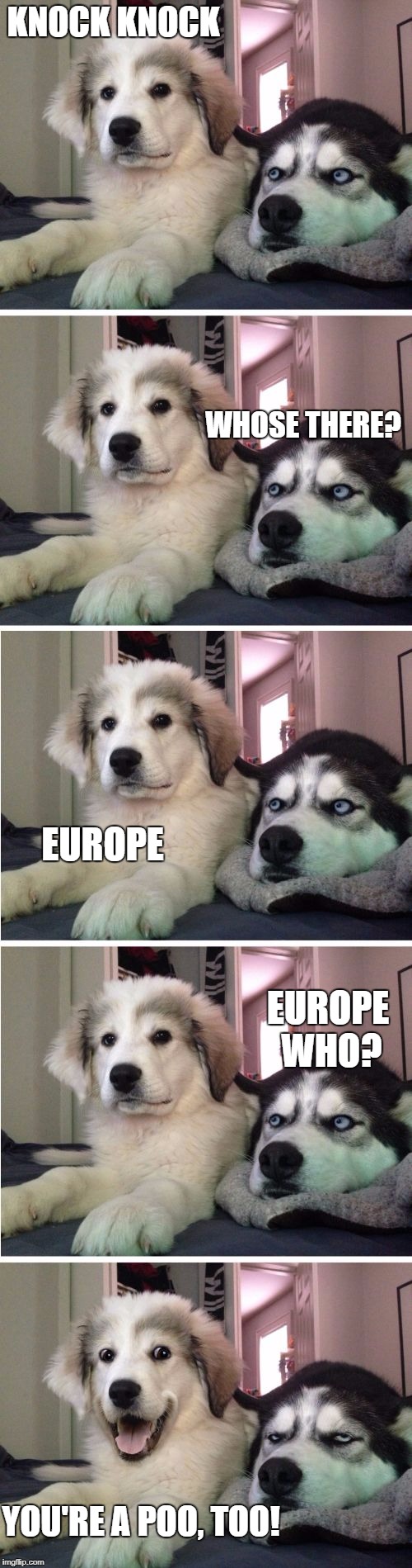 Knock Knock Dogs | KNOCK KNOCK; WHOSE THERE? EUROPE; EUROPE WHO? YOU'RE A POO, TOO! | image tagged in knock knock dogs | made w/ Imgflip meme maker