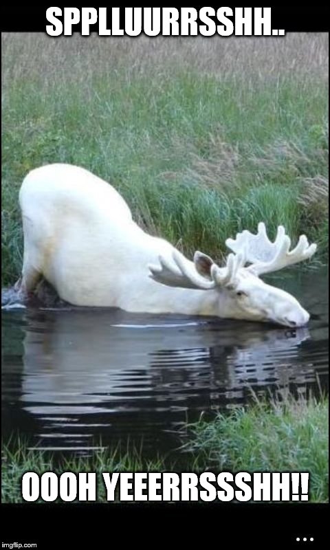 Moose pool  |  SPPLLUURRSSHH.. OOOH YEEERRSSSHH!! | image tagged in moose pool | made w/ Imgflip meme maker