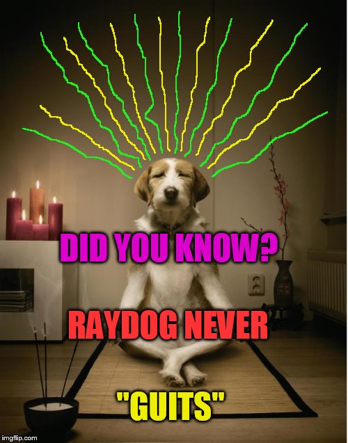 Never ever guit... | DID YOU KNOW? RAYDOG NEVER; "GUITS" | image tagged in dog meditation funny,raydog,never guit | made w/ Imgflip meme maker