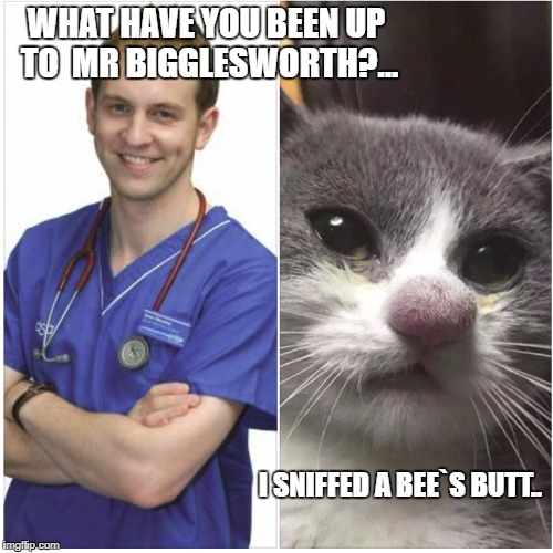WHAT HAVE YOU BEEN UP TO  MR BIGGLESWORTH?... I SNIFFED A BEE`S BUTT.. | image tagged in cats | made w/ Imgflip meme maker