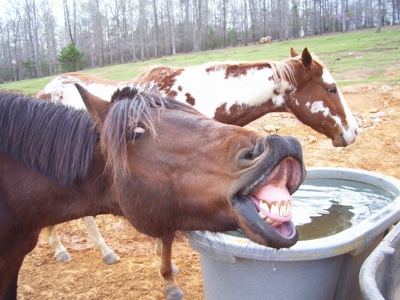 Silly horse face at water trough Blank Meme Template