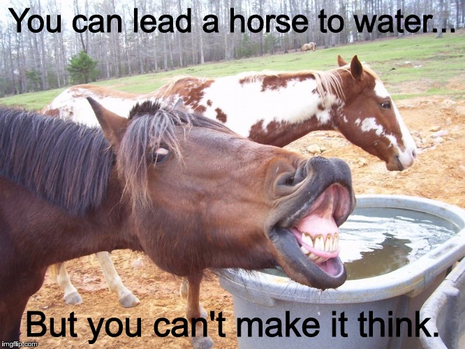 Silly horse face at water trough | You can lead a horse to water... But you can't make it think. | image tagged in silly horse face at water trough | made w/ Imgflip meme maker