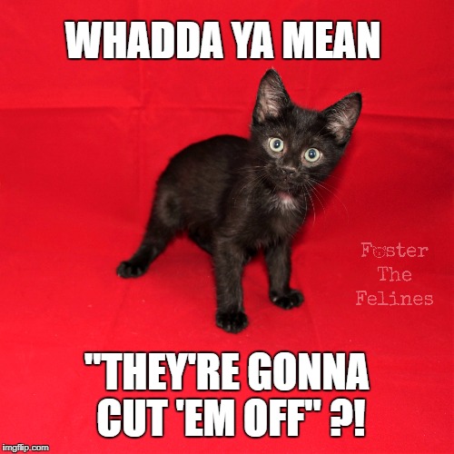 Spay & Neuter Your Pets! | WHADDA YA MEAN; "THEY'RE GONNA CUT 'EM OFF" ?! | image tagged in spay,neuter,cats,kitten,spay neuter,adopt don't shop | made w/ Imgflip meme maker