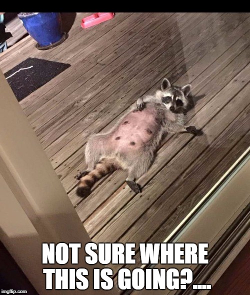 sexy_racoon | NOT SURE WHERE THIS IS GOING?.... | image tagged in sexy_racoon | made w/ Imgflip meme maker