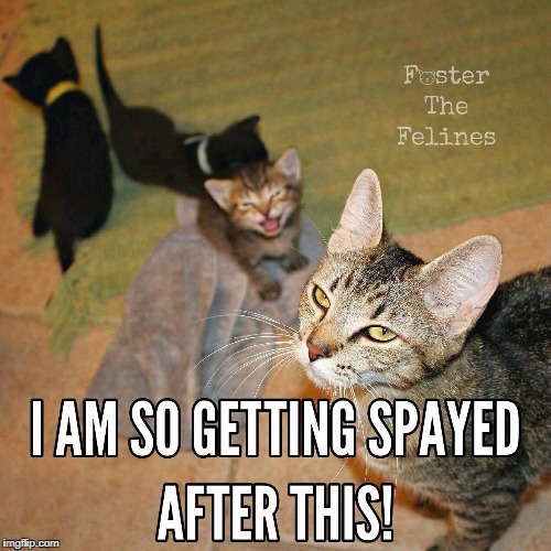 Spay & Neuter Your Pets! | image tagged in spay,kittens,mom life,spay and neuter,cats | made w/ Imgflip meme maker