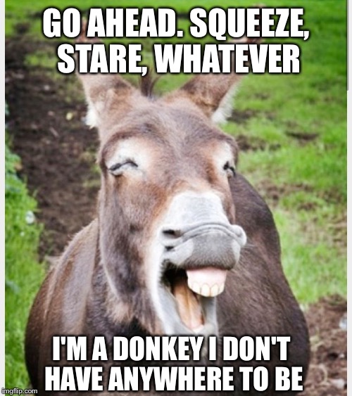 GO AHEAD. SQUEEZE, STARE, WHATEVER I'M A DONKEY I DON'T HAVE ANYWHERE TO BE | made w/ Imgflip meme maker