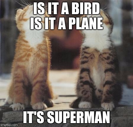 cats looking up | IS IT A BIRD IS IT A PLANE; IT'S SUPERMAN | image tagged in cats looking up | made w/ Imgflip meme maker