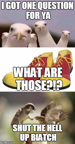 WHAT ARE THOSE bird | I GOT ONE QUESTION FOR YA; WHAT ARE THOSE?!? SHUT THE HELL UP BIATCH | image tagged in birds | made w/ Imgflip meme maker